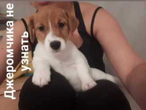 Photo №4. Je vais vendre jack russell terrier en ville de Moscou. éleveur - prix - 496€