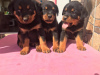 Photo №1. rottweiler - à vendre en ville de Berlin | négocié | Annonce №30225