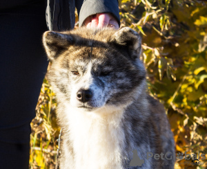 Photo №2 de l'annonce № 7313 de la vente akita (chien) - acheter à Fédération de Russie de la fourrière