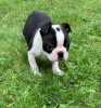 Photo №3. Adorables chiots Boston Terrier en adoption gratuite. Allemagne