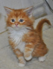 Photo №1. maine coon - à vendre en ville de Oberhausen | 270€ | Annonce № 99750