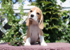 Photo №4. Je vais vendre beagle en ville de Milan. de la fourrière - prix - 400€