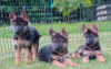 Photos supplémentaires: Chiots berger allemand