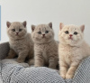 Photo №1. british shorthair - à vendre en ville de Floral Park | négocié | Annonce № 122121