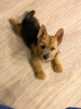 Photo №3. Chiot Norwich Terrier. Fédération de Russie