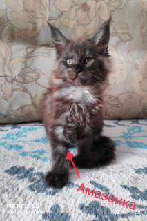 Photo №1. maine coon - à vendre en ville de Omsk | 287€ | Annonce № 5290