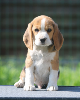 Photos supplémentaires: Le beagle Charmant garçon