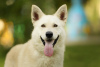 Photo №2 de l'annonce № 62970 de la vente chien bâtard - acheter à Fédération de Russie annonce privée