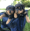 Photo №1. rottweiler - à vendre en ville de Zagreb | 800€ | Annonce №88364