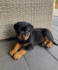 Photo №1. rottweiler - à vendre en ville de Budapest | négocié | Annonce №42528