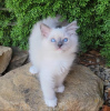 Photo №1. ragdoll - à vendre en ville de Франкфурт-на-Майне | 300€ | Annonce № 109688