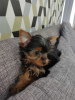 Photo №3. Beaux chiots Yorkshire terrier miniatures. Allemagne