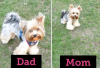 Photo №1. yorkshire terrier - à vendre en ville de Illinois City | Gratuit | Annonce №59082