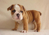 Photo №2 de l'annonce № 63949 de la vente bulldog anglais - acheter à USA 