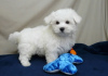 Photo №1. bichon maltais - à vendre en ville de Miami | Gratuit | Annonce №120678