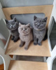 Photo №1. british shorthair - à vendre en ville de Jokipii | Gratuit | Annonce № 115780