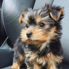 Photo №2 de l'annonce № 118419 de la vente yorkshire terrier - acheter à La finlande 