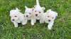 Photo №2 de l'annonce № 37741 de la vente west highland white terrier - acheter à Allemagne éleveur