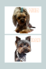 Photo №1. yorkshire terrier - à vendre en ville de Indianapolis | 473€ | Annonce №101291