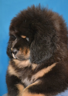 Photo №2 de l'annonce № 5512 de la vente dogue du tibet - acheter à Ukraine annonce privée
