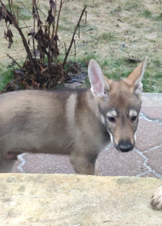 Photo №3. Chiots loups tchécoslovaques à vendre. Fédération de Russie