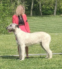 Photo №4. Je vais vendre irish wolfhound en ville de Erre. éleveur - prix - 2500€