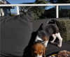 Photos supplémentaires: Chiots Beagle élevés à la maison à prix abordables!