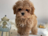 Photo №3. Maltipoo F1. Allemagne