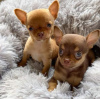 Photo №1. chihuahua - à vendre en ville de Афины | négocié | Annonce №109858