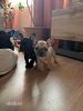 Photo №4. Je vais vendre bouledogue en ville de Tallinn. annonce privée - prix - 750€