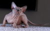 Photo №1. sphynx - à vendre en ville de Kharkov | 2114€ | Annonce № 13209