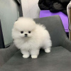 Photo №4. Je vais vendre spitz nain en ville de Munich. annonce privée - prix - 331€