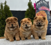 Photo №4. Je vais vendre chow-chow en ville de Нови Сад. éleveur - prix - négocié