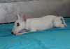 Photos supplémentaires: Chiots bull terrier miniatures