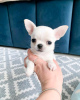 Photo №3. chiots chihuahua à vendre Business WhatsApp 37256062792. La finlande