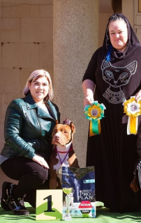 Photos supplémentaires: Les filles de Pit Bull Terrier vendent