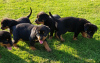 Photos supplémentaires: Chiots Rottweiler mignons