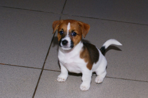 Photo №3. chiots jack russell terrier. Fédération de Russie