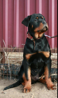 Photo №2 de l'annonce № 6590 de la vente rottweiler - acheter à Fédération de Russie 