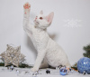 Photo №1. devon rex - à vendre en ville de New york | 1704€ | Annonce № 44544