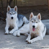 Photo №4. Je vais vendre husky de sibérie en ville de Belgrade. éleveur - prix - négocié