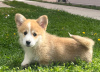 Photos supplémentaires: Chiots Welsh Corgi Pembroke