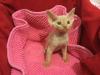 Photo №2 de l'annonce № 100436 de la vente devon rex - acheter à Allemagne annonce privée, de la fourrière, éleveur