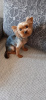 Photo №4. Accouplement yorkshire terrier en Ukraine. Annonce № 10869