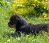 Photos supplémentaires: Chiot rottweiler - Viana Tanarotti