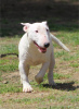 Photos supplémentaires: Chiots bull terrier miniatures