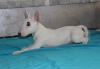 Photos supplémentaires: Chiots bull terrier miniatures