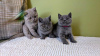 Photo №1. british shorthair - à vendre en ville de Wiesbaden | 350€ | Annonce № 119433