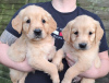 Photo №3. Chiots Golden Retriever. Pays Bas