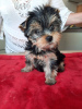 Photo №2 de l'annonce № 110757 de la vente yorkshire terrier - acheter à La finlande annonce privée